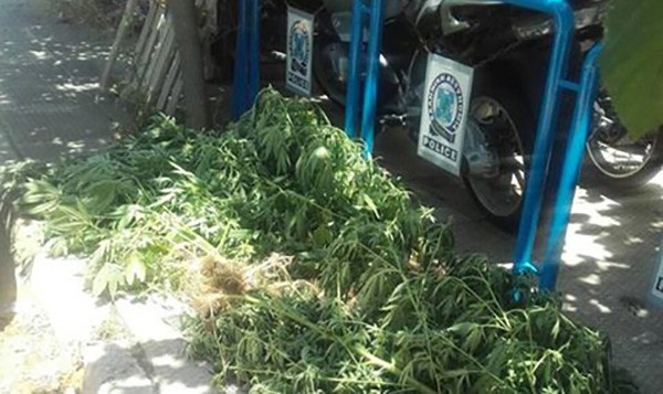 Φυτεία χασίς με δέντρα 2 μέτρων ανακάλυψαν αστυνομικοί της ΔΙΑΣ στα Άνω Λιόσια