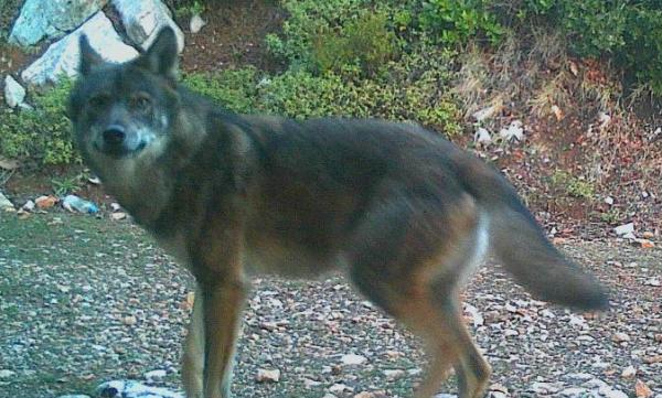 Η “Καλλιστώ” για την επίθεση λύκου σε σκύλο στον Εθνικό Δρυμό Πάρνηθας