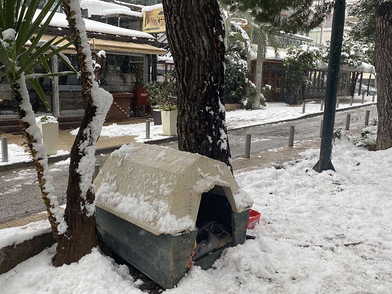 Φροντίδα σε αδέσποτα ζώα μέσα στην κακοκαιρία πρόσφερε ο Δήμος Ιλίου