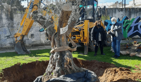 Ελιά 300 ετών μεταφυτεύτηκε στον Δήμο Αχαρνών. Προσφορά της ΕΡΓΟΣΕ