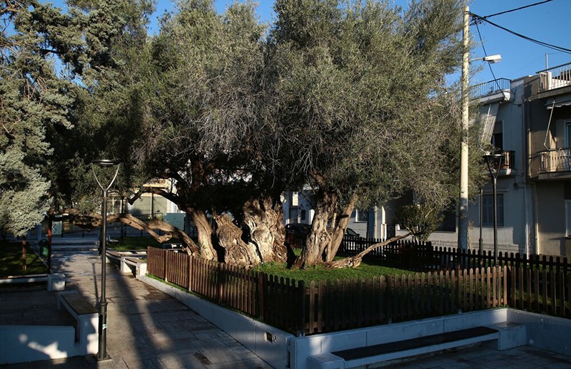 Η Ελιά του Πεισίστρατου στους Αγίους Αναργύρους: Ένα δέντρο ηλικίας 2.500 ετών