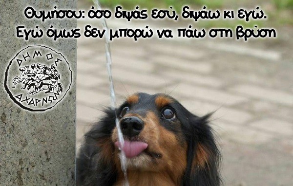 Έκκληση προς τους δημότες να βοηθήσουν τα τετράποδα λόγω υψηλών θερμοκρασιών απευθύνει ο δήμος Αχαρνών