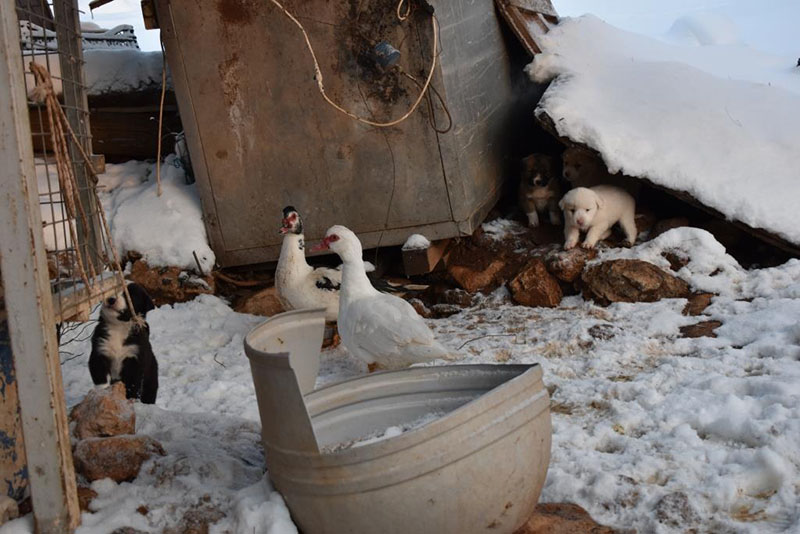 Μέριμνα για αδέσποτα, ελάφια και κτηνοτρόφους στην κακοκαιρία από τον Δήμο Φυλής