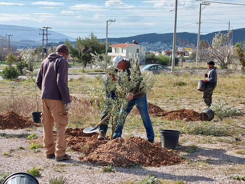 Δήμος Φυλής: Δημιουργεί με τους πολίτες ελαιώνες. Σε εξέλιξη καινοτόμο περιβαλλοντικό έργο