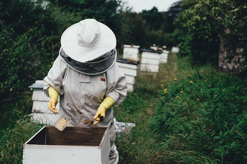 Μελισσοκομικό πάρκο στον Δήμο Φυλής: Πρώτο βήμα για τη δημιουργία του η ημερίδα στη Φυλή