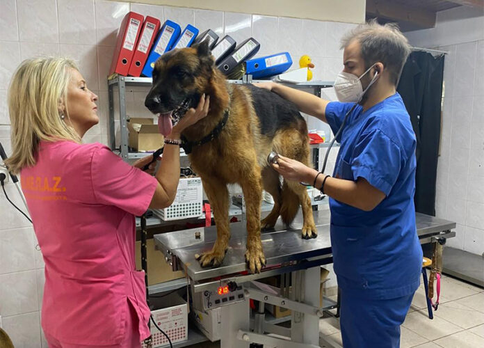 Δωρεάν chip και εμβολιασμός σκύλων από το ΔΙΚΕΠΑΖ την Παγκόσμια Ημέρα Αδέσποτων Ζώων