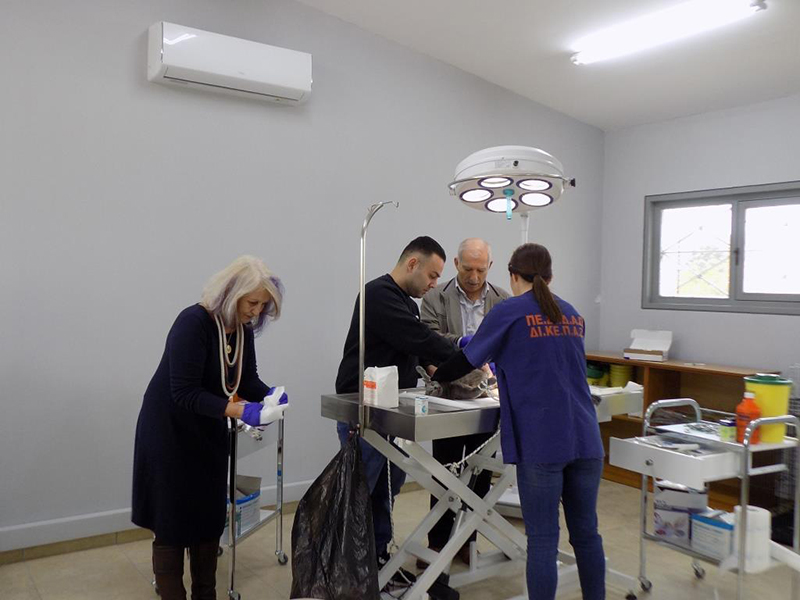 Δήμος Φυλής: Ετήσιος απολογισμός δράσεων με αφορμή την Παγκόσμια Ημέρα Αδέσποτων Ζώων
