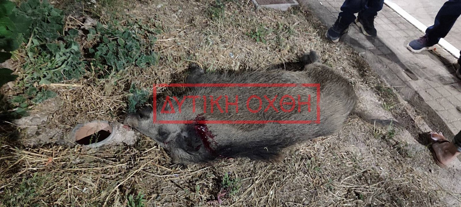 Φυλή: Άνδρας πυροβόλησε εν ψυχρώ και σκότωσε αγριογούρουνο που έψαχνε φαγητό – Ταυτοποιήθηκε και αναζητείται (βίντεο)
