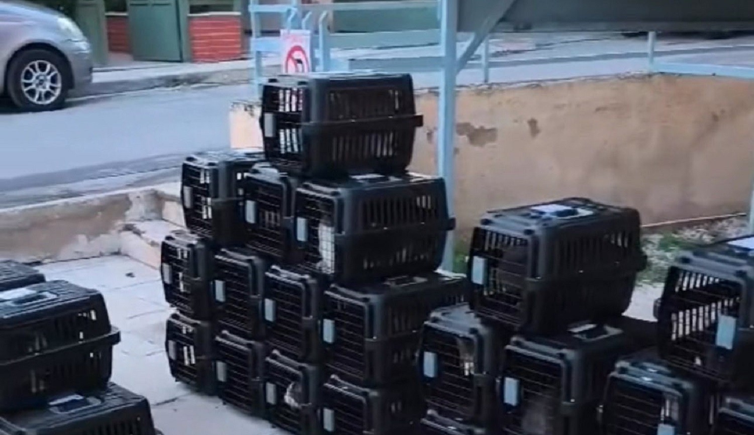Νέο πρόγραμμα στειρώσεων αδέσποτων γατών στον Δήμο Αγίων Αναργύρων–Καματερού
