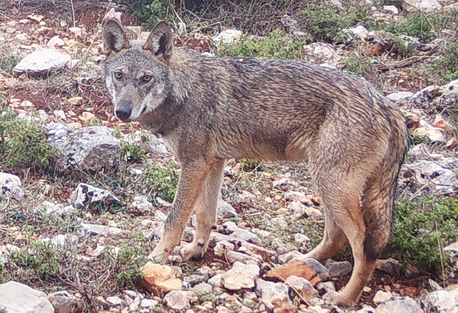 Ανησυχία προκαλεί περιστατικό επίθεσης λύκου στην Πάρνηθα — Σύσταση για αυξημένη προσοχή από τον Δήμο Αχαρνών