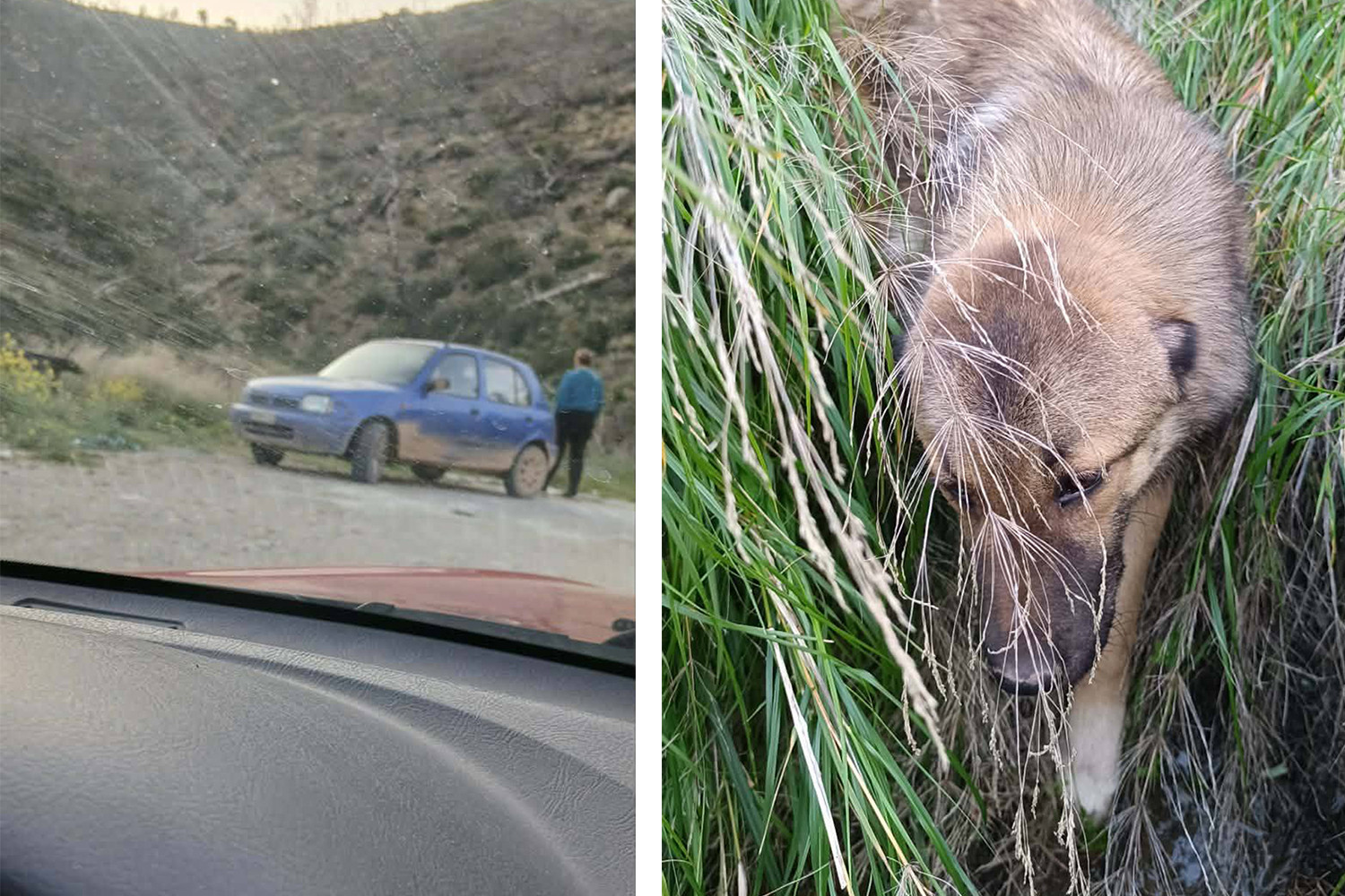 Άνδρας άνοιξε το αυτοκίνητο και πέταξε κουτάβι στη Χασιά – Επιχείρησε να χτυπήσει εθελόντρια του Φιλοζωικού Συλλόγου που τον έπιασε επ΄ αυτοφώρω
