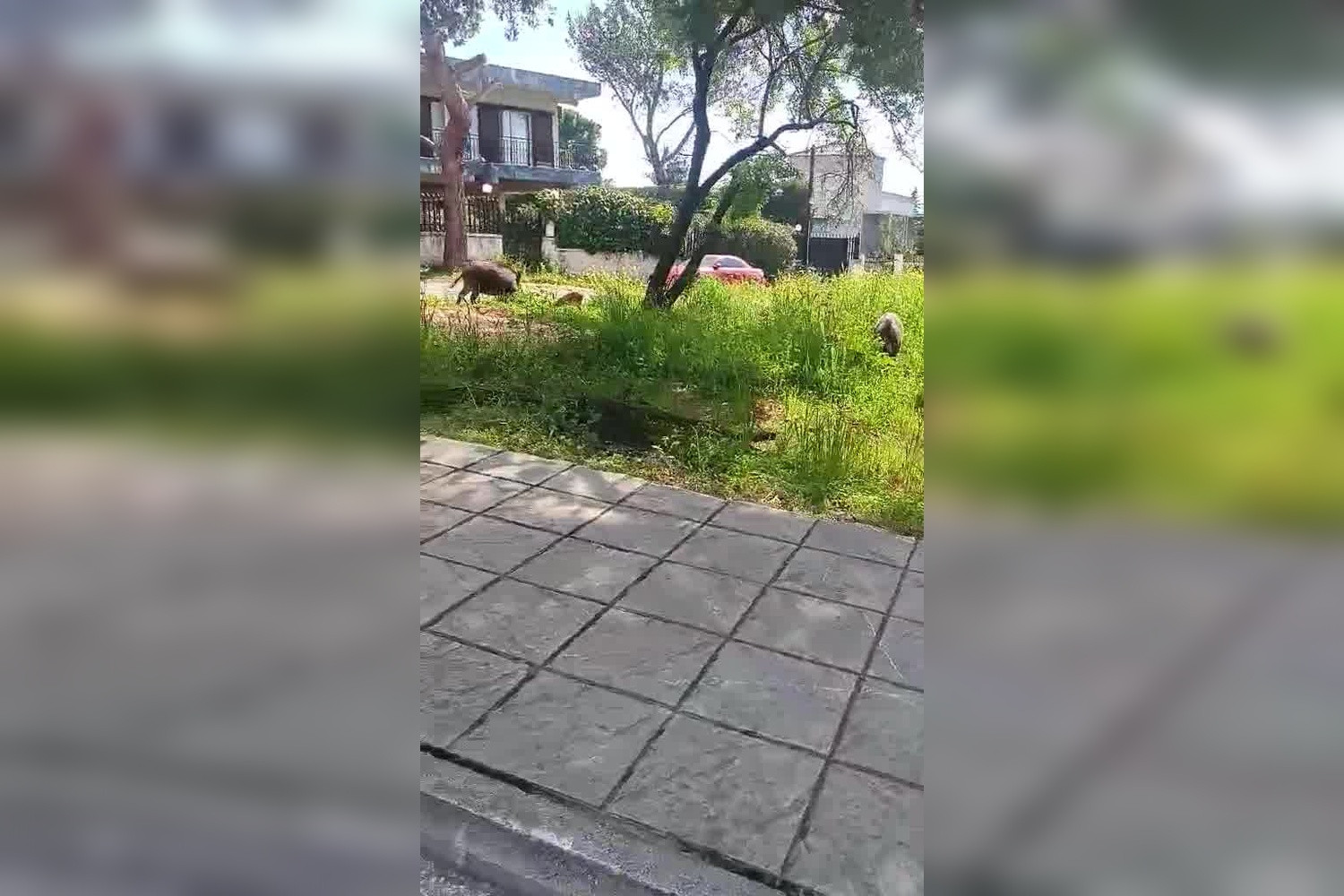 Οικογένεια αγριογούρουνων κόβει βόλτες στους Θρακομακεδόνες (ΒΙΝΤΕΟ)