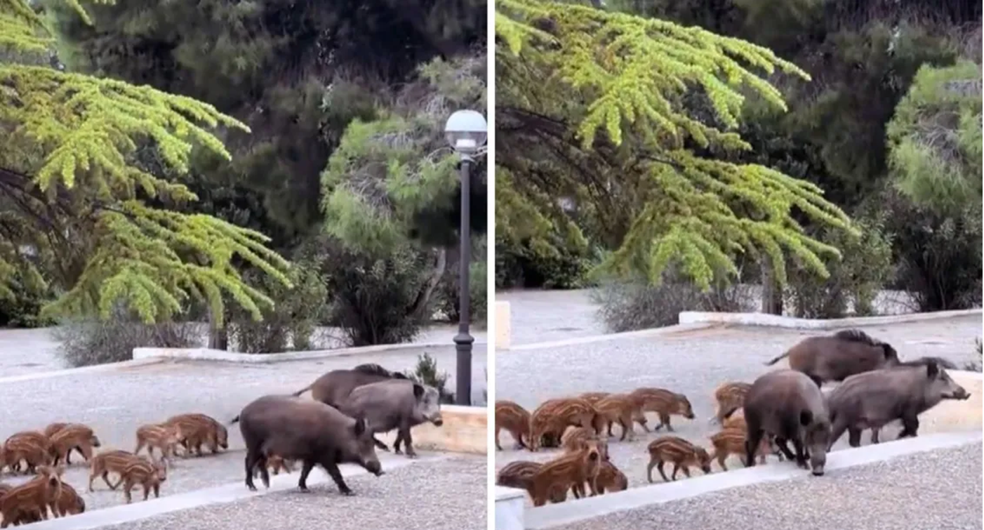 Μετά τον γάμο… και σε παιδική χαρά εμφανίστηκε κοπάδι αγριογούρουνων στους Θρακομακεδόνες (ΒΙΝΤΕΟ)