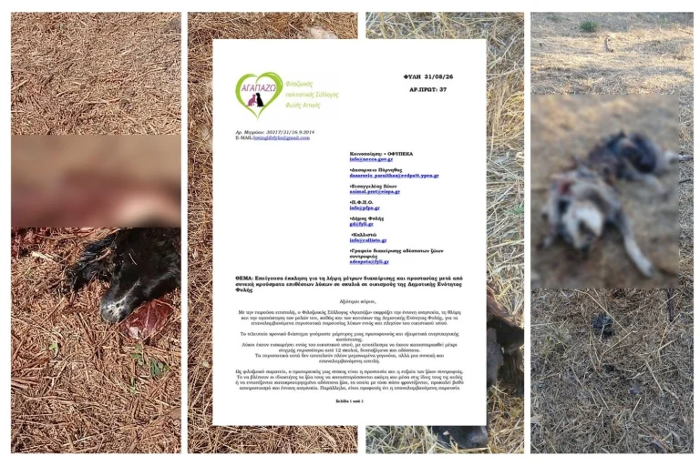 Φιλοζωικός Σύλλογος Φυλής: “Κάντε κάτι τώρα με τους λύκους!” – Κατακρεουργημένα 12 σκυλιά στη Φυλή (σκληρές εικόνες)