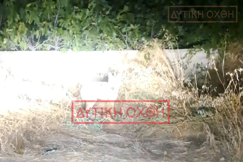 Αποκλειστικό – Φυλή: Λύκος κατέβηκε στην παιδική χαρά και οι ευθύνες της πολιτείας γίνονται “μπαλάκι”από τον “Άννα στον Καϊάφα” (έγγραφα)